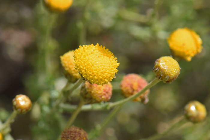 African Sheepbush has single or solitary heads on tips of long flowering stalks; (see photo). Pentzia incana